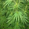 El cannabis es la sustancia adictiva m�s nombrada en Twitter